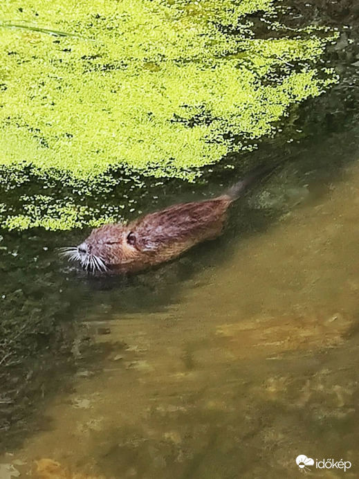 nutria az Által érben