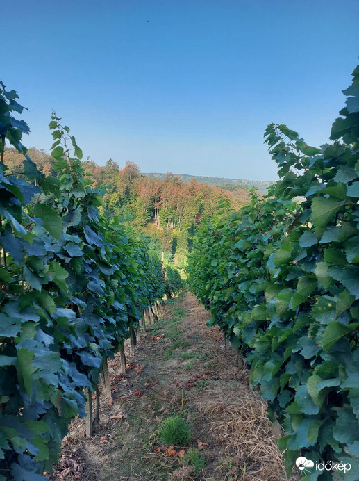 korai szüret idején 