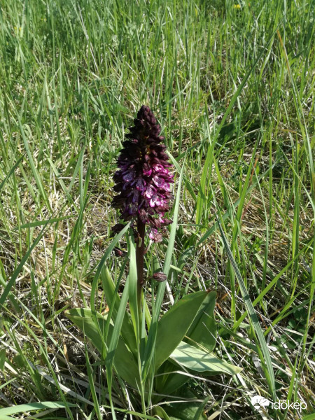 kosbor orchidea