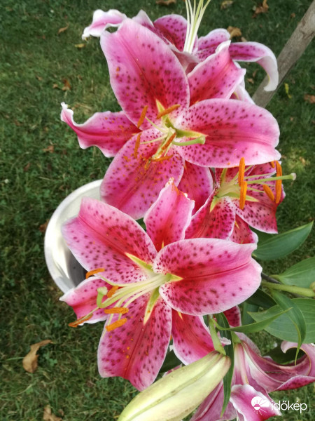 liliom