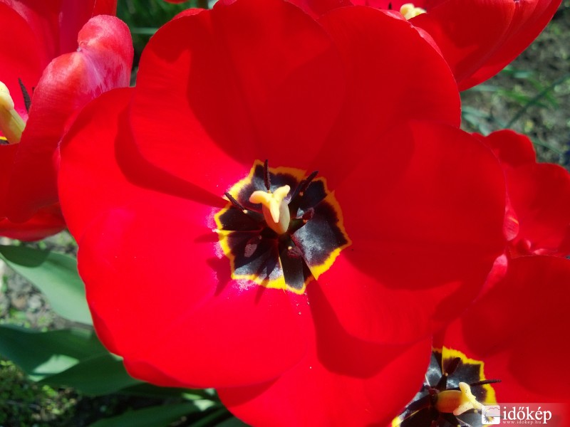 Tulipán