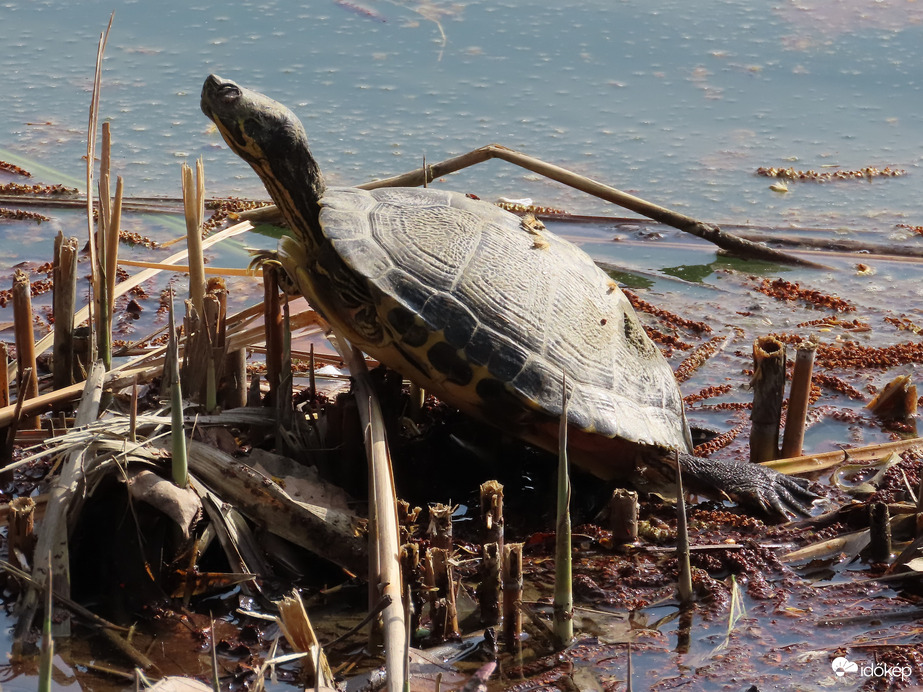 Napozó Sárgafülű ékszerteknős