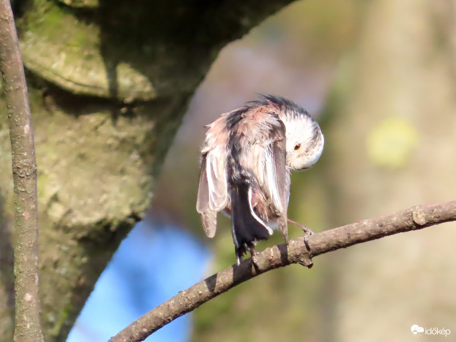 Tollászkodó Őszapó