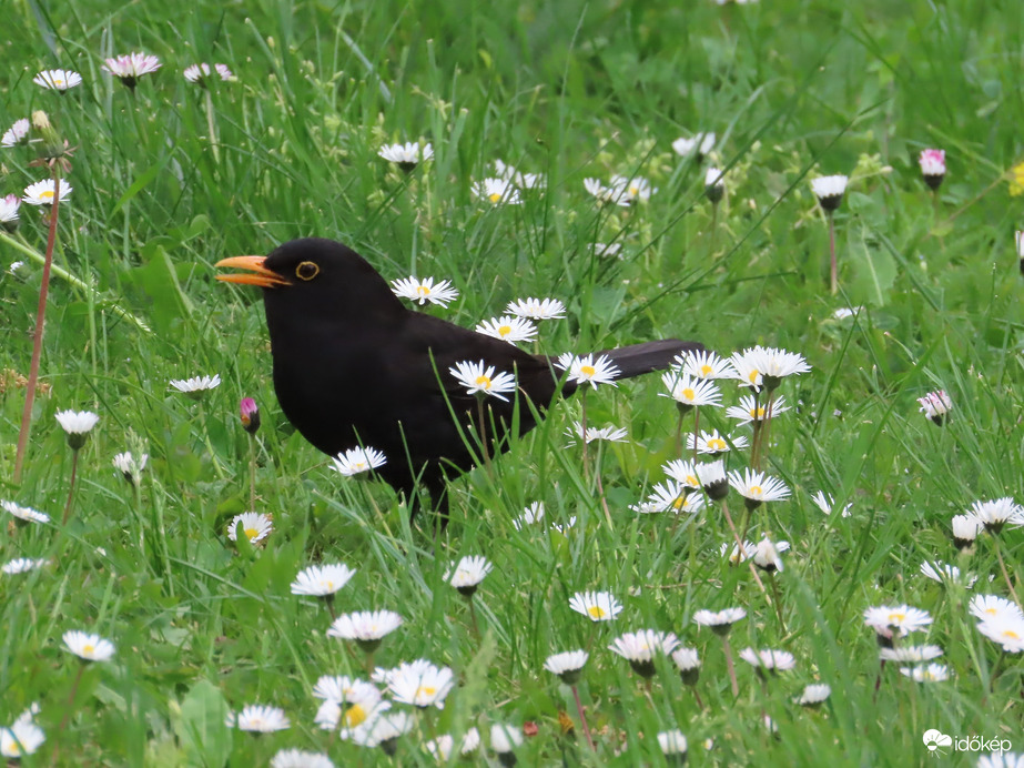 Virágos jókedvem van!
