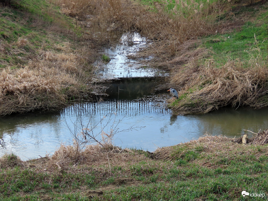 Szürke gém a patakok találkozásánál