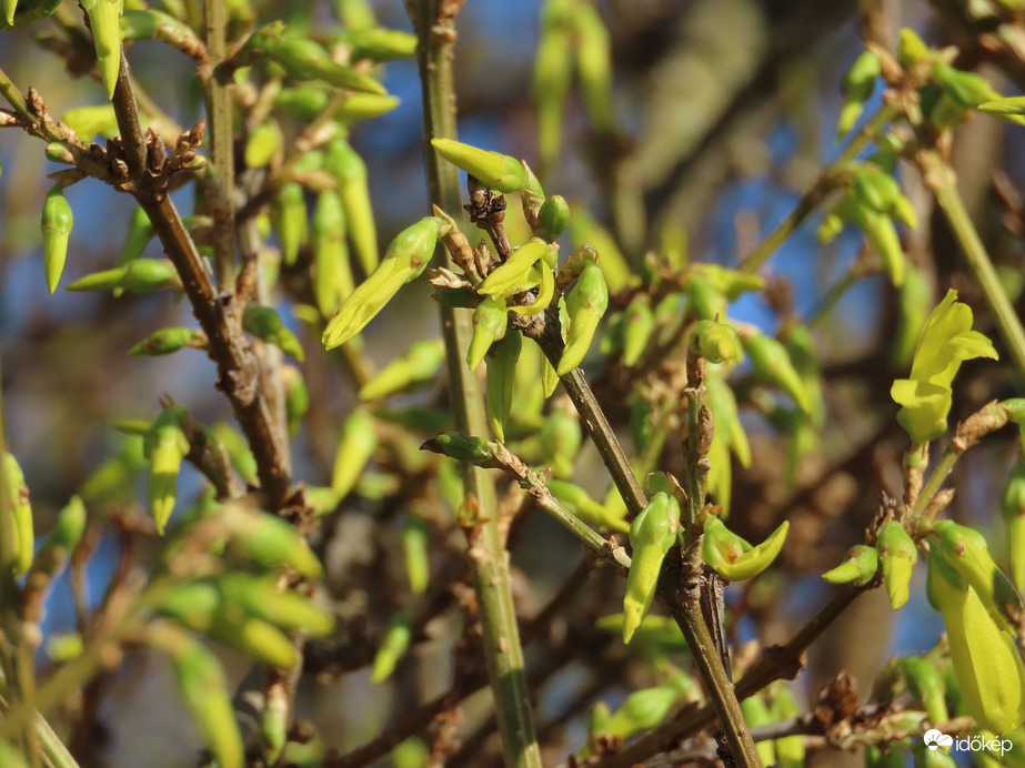 Bomlik az Aranycserje