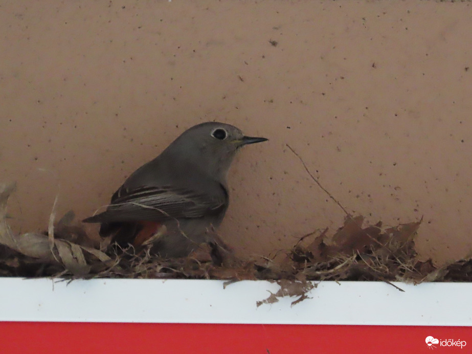 Fészket épít a rozsdi