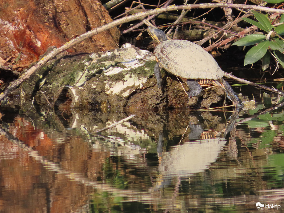 Napozó teknős