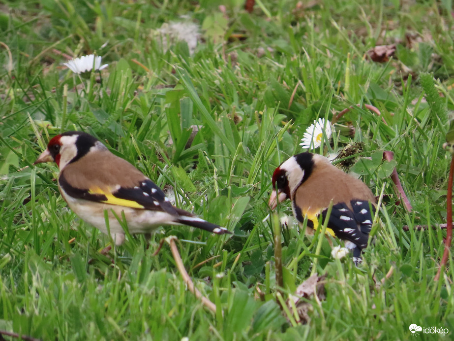 Csipegető Tengelicek