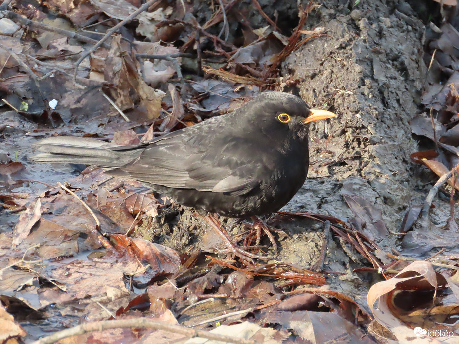 A rigó most is sürög-forog