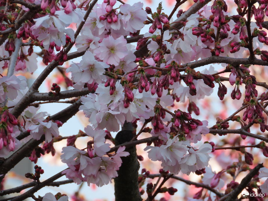Virágzik a Japán díszcseresznye
