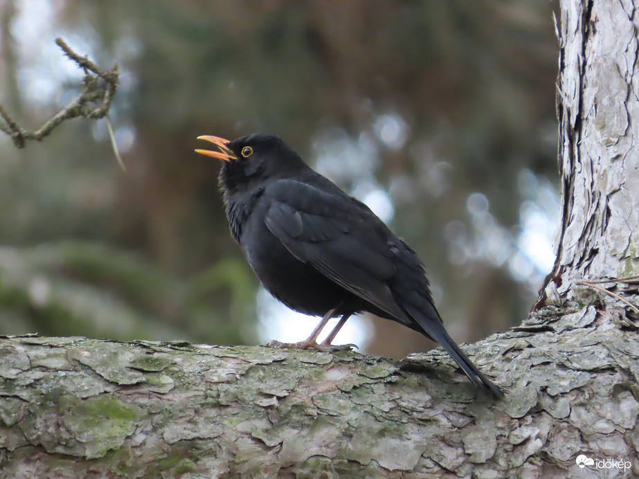 Hűvösebb időben is énekelek!
