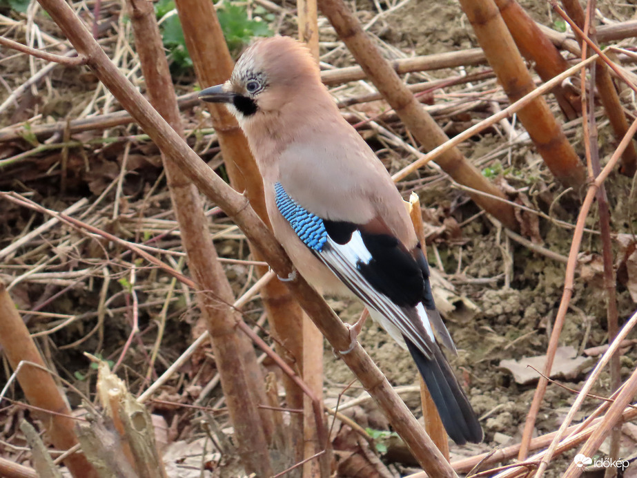 Szajkó a nádszálon