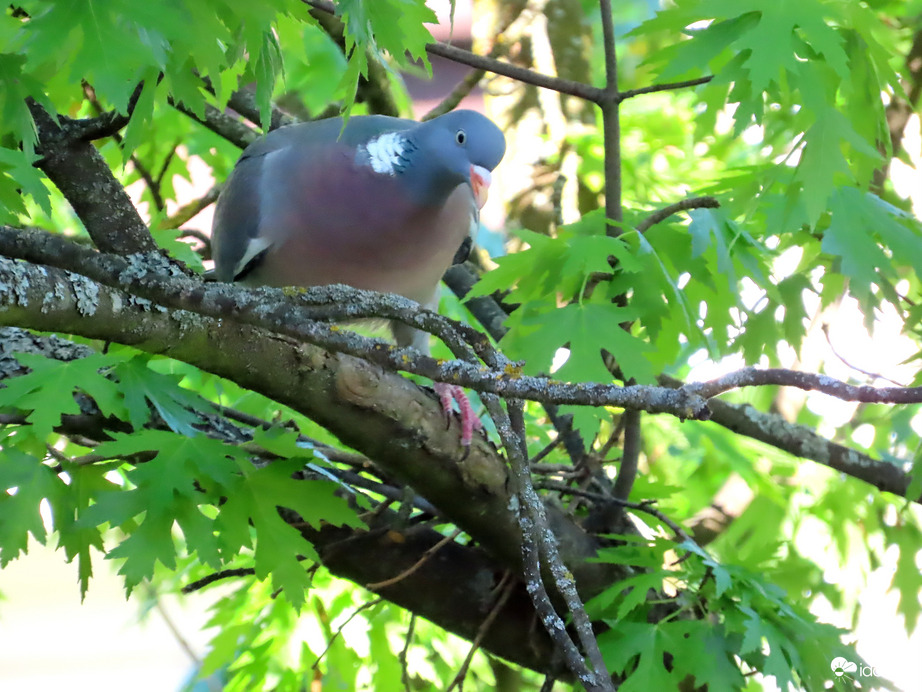 Várom a következő ágat a fészekhez!
