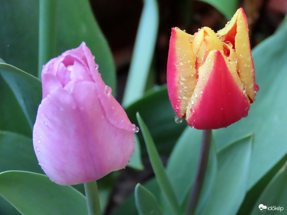 Esőcseppes tulipánok
