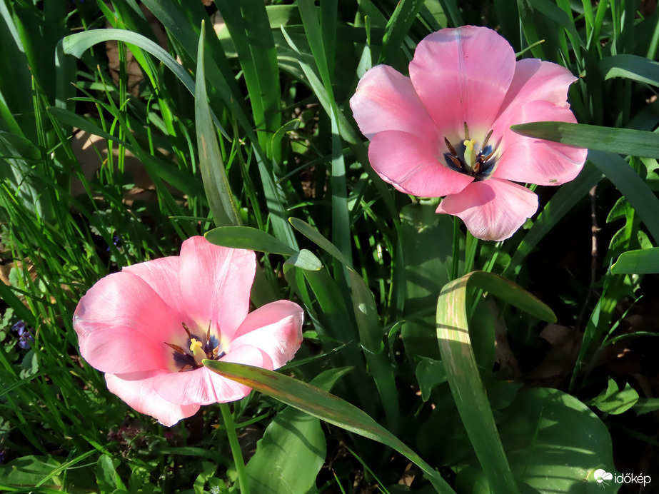 Tulipánok a Csónakázó-tó szigetén