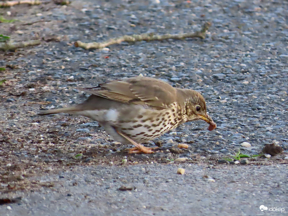 Uzsonnázó Énekes rigó