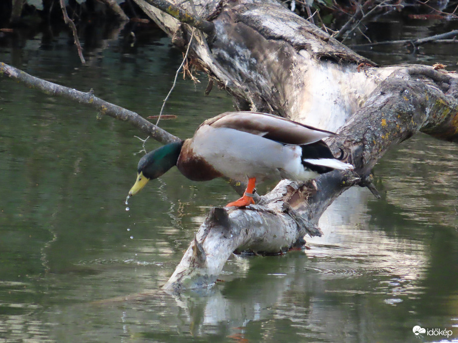 Vizet merítek a tollászkodáshoz!