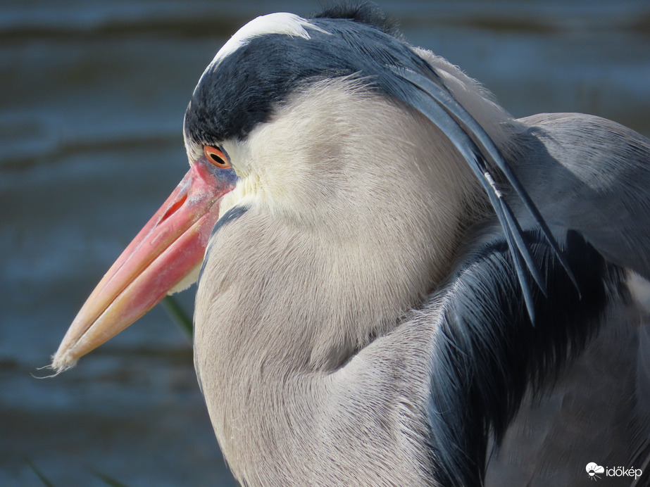 Tetszik a frizurám?