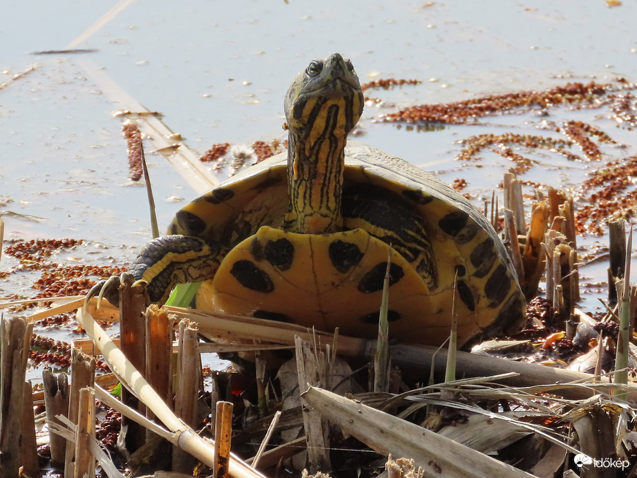 Szemből is kérek fotót!