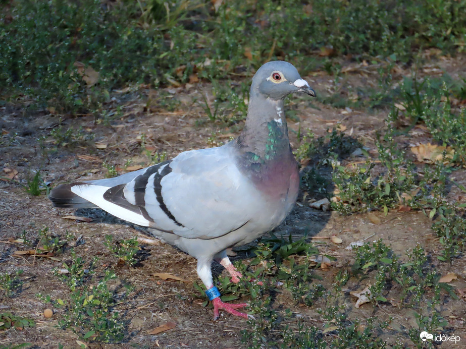 Állatok Világnapja