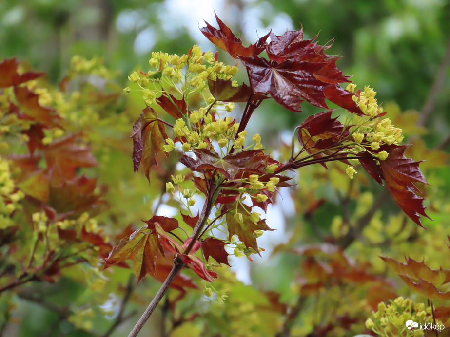 Vörös levelű juhar