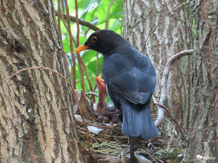 Ugye nem árulod el hol vannak a fiókáim?