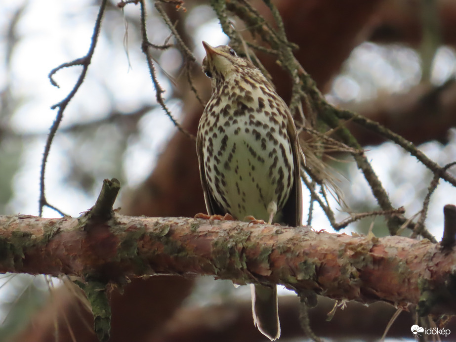 Ki röpköd fölöttem?