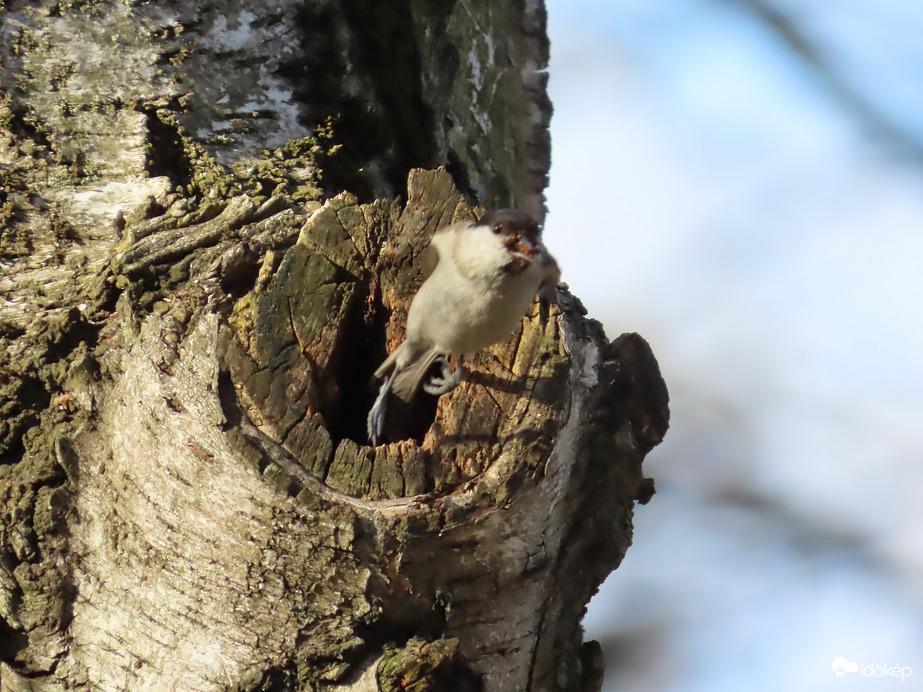 Sürgés-forgás az odúnál:ki