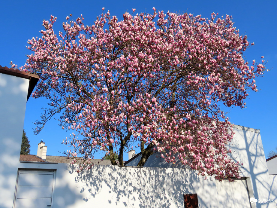 Virágba borult a Liliomfa