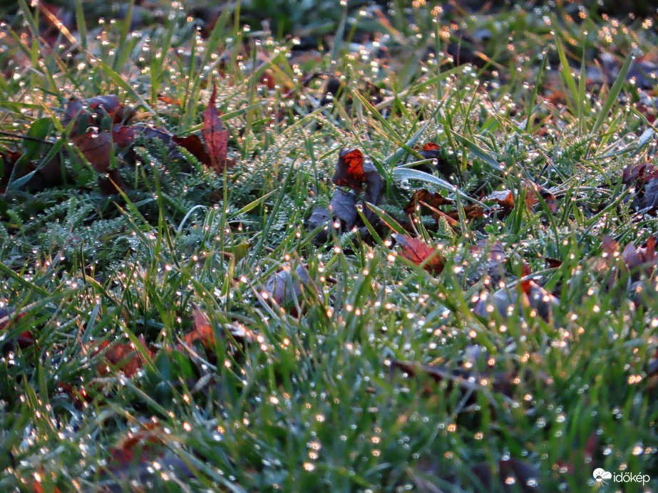 Harmatcseppek a napkelte fényében