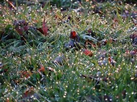 Harmatcseppek a napkelte fényében