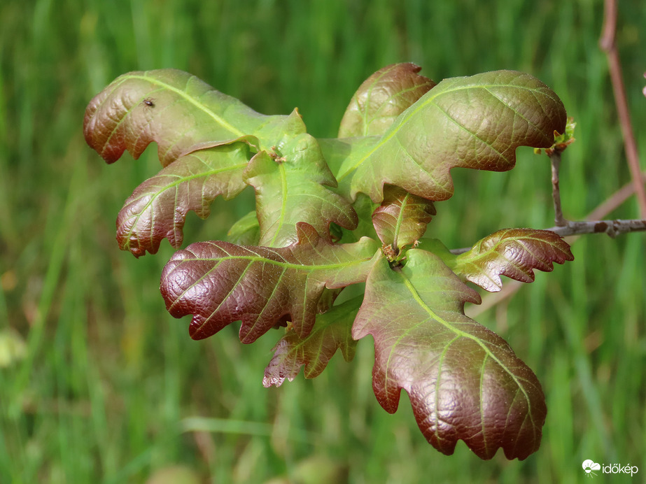 Tölgyfa fiatal hajtása