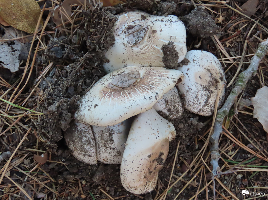 Kora őszi séta a Kámoni Arborétumban