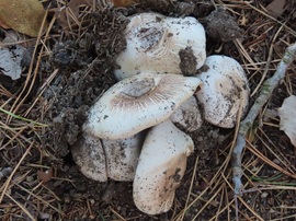 Kora őszi séta a Kámoni Arborétumban