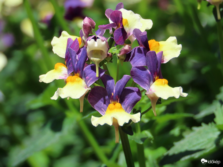 Herényi Virágút, Szombathely