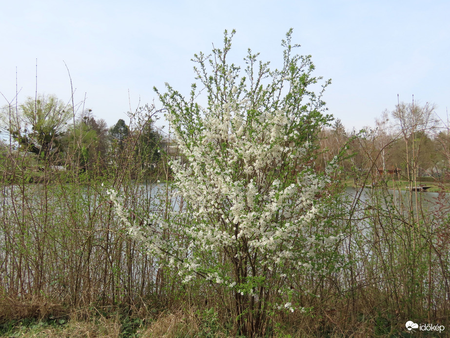Zöldül és virágba borult a tópart