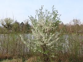 Zöldül és virágba borult a tópart