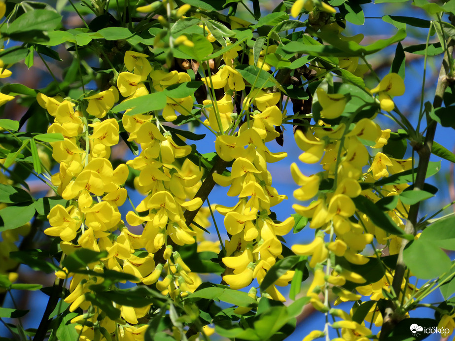 Nyílik az Aranyeső