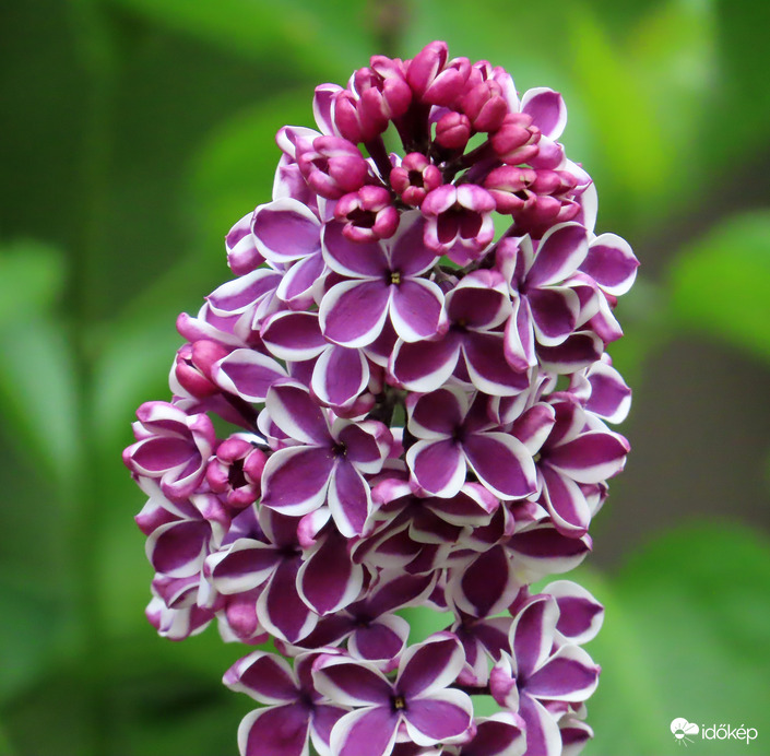 Tarka szirmú orgona közelről