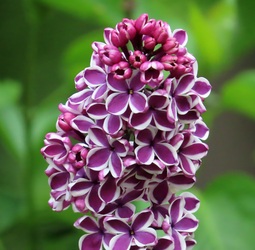 Tarka szirmú orgona közelről