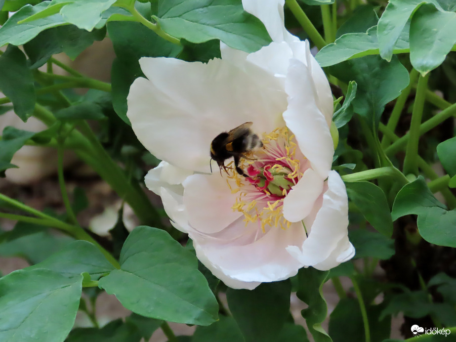Poszméh a Fásszárú bazsarózsán