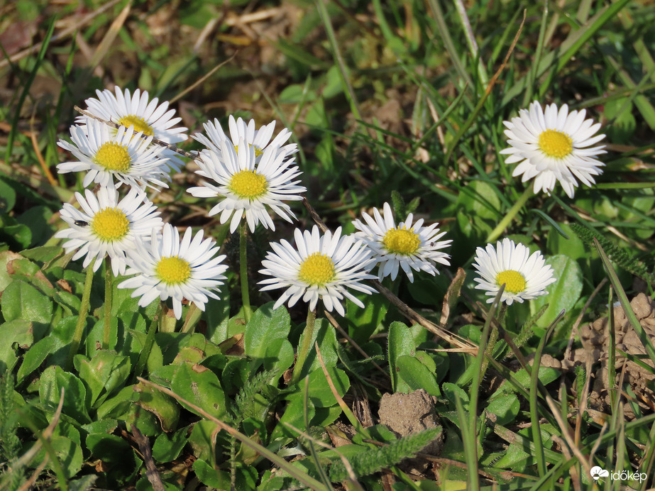 Viruló Százszorszépek