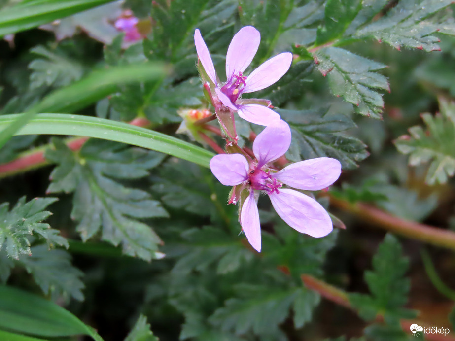 Apróságok a fűben