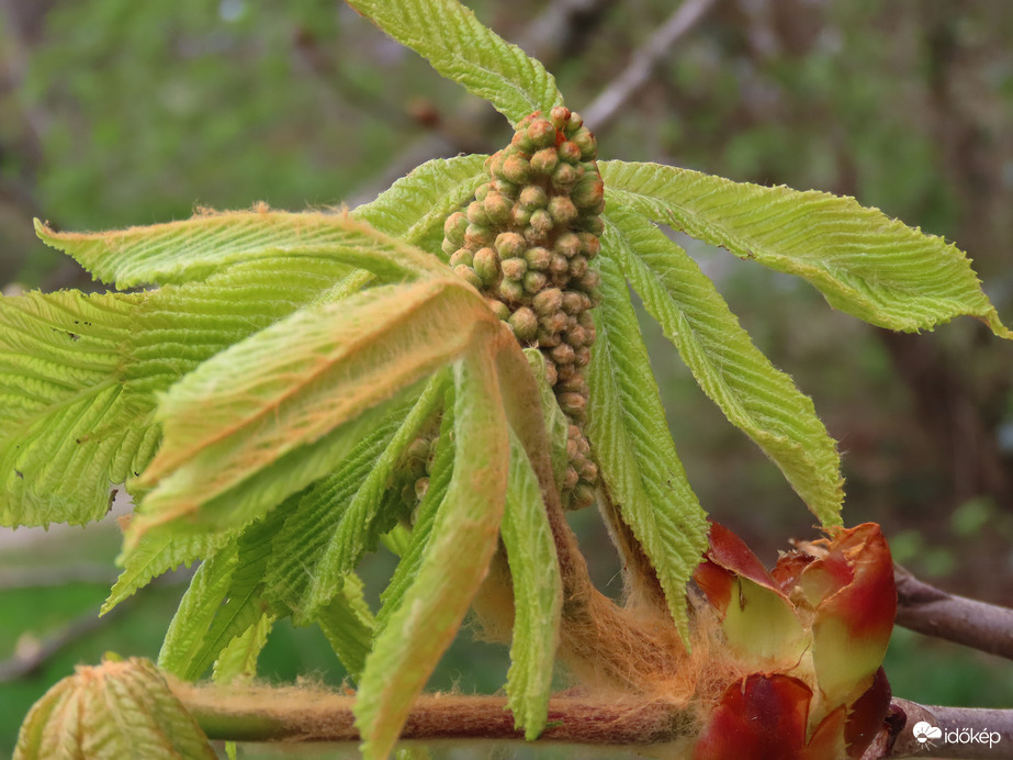 Bimbós a Vadgesztenye