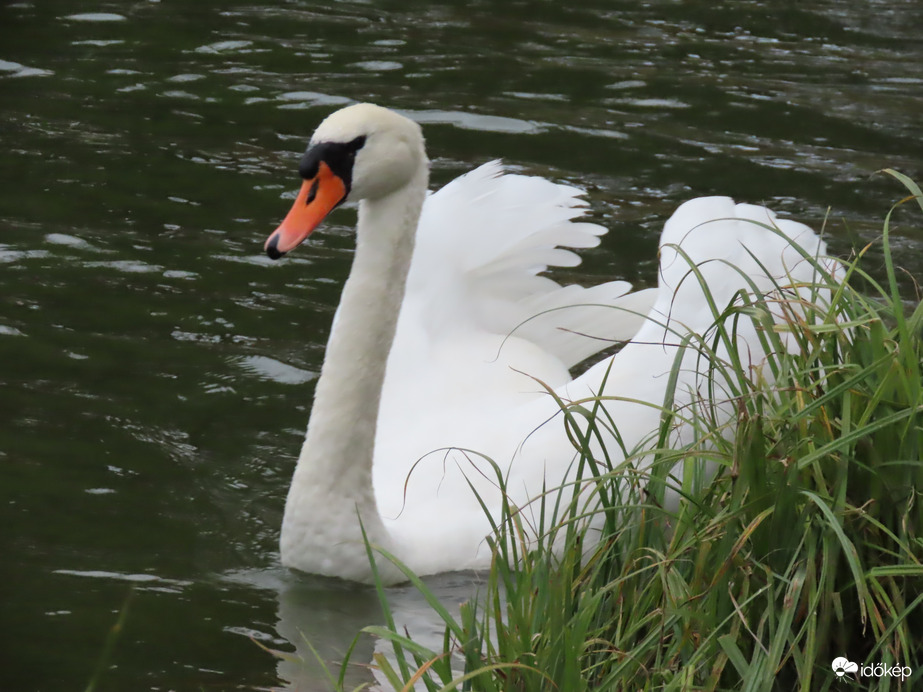 Hófehér szépség