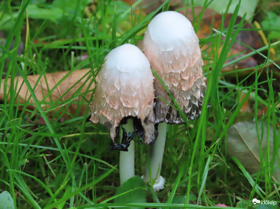 Gyapjas tintagomba