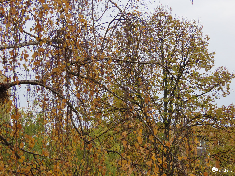 Borongós novemberi délelőtt