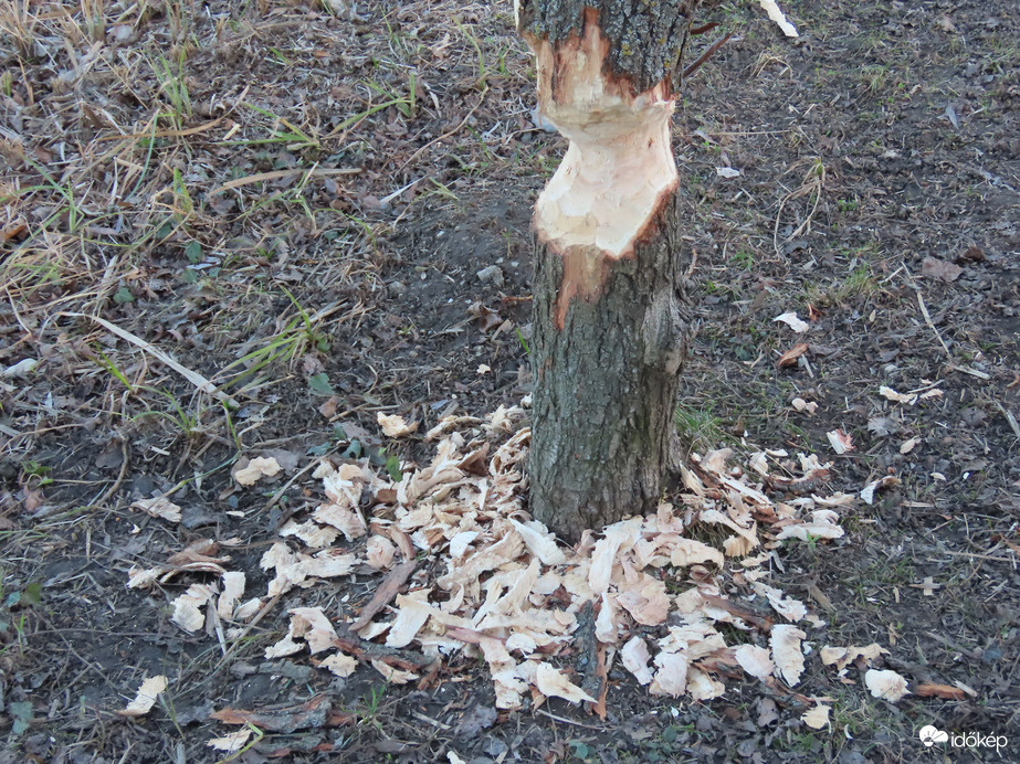 A mai "munka"eredménye