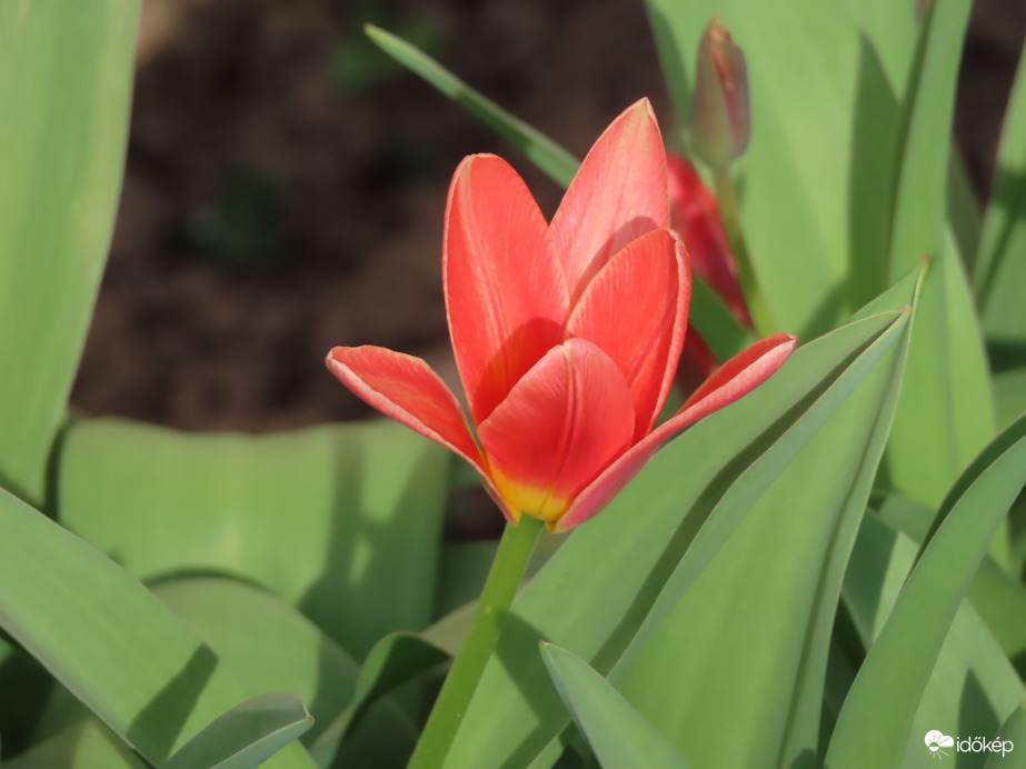 Törpe tulipán 03. 02.